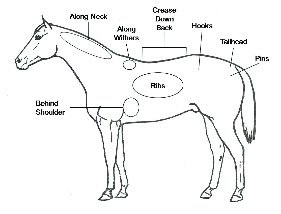 body-condition-scoring-system-benefits-for-horses-and-owners